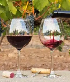 Quel est le meilleur vin du Beaujolais
