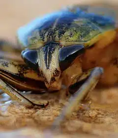 Infestation de cafards et de blattes sur Nice, faites appel à un professionnel