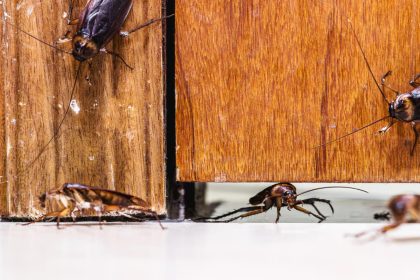 Insectes et rongeurs : comment gérer les infestations grâce à la désinsectisation et dératisation dans la Drôme ?