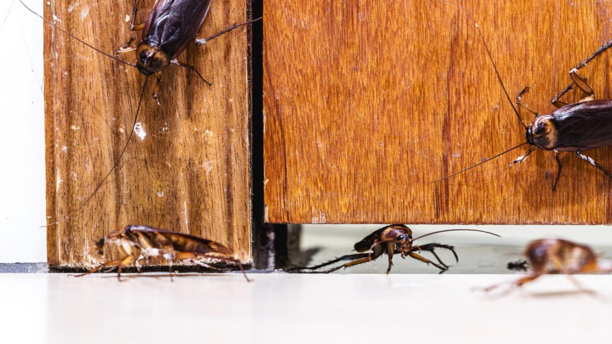 Insectes et rongeurs : comment gérer les infestations grâce à la désinsectisation et dératisation dans la Drôme ?