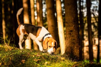 Protégez votre chien de chasse avec une assurance sur mesure
