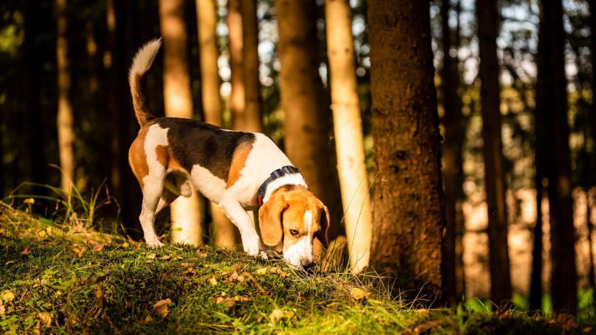 Protégez votre chien de chasse avec une assurance sur mesure