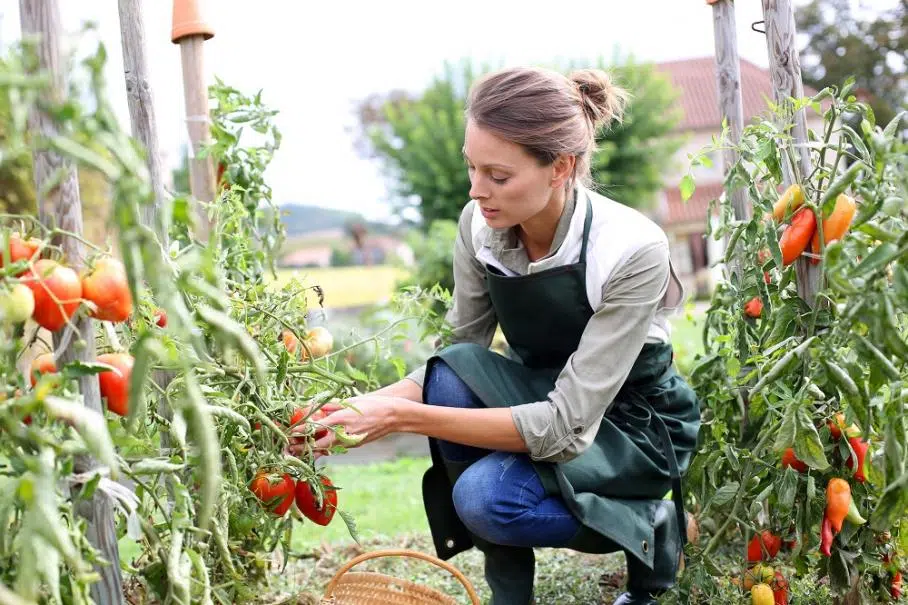 tomates quand planter tomates