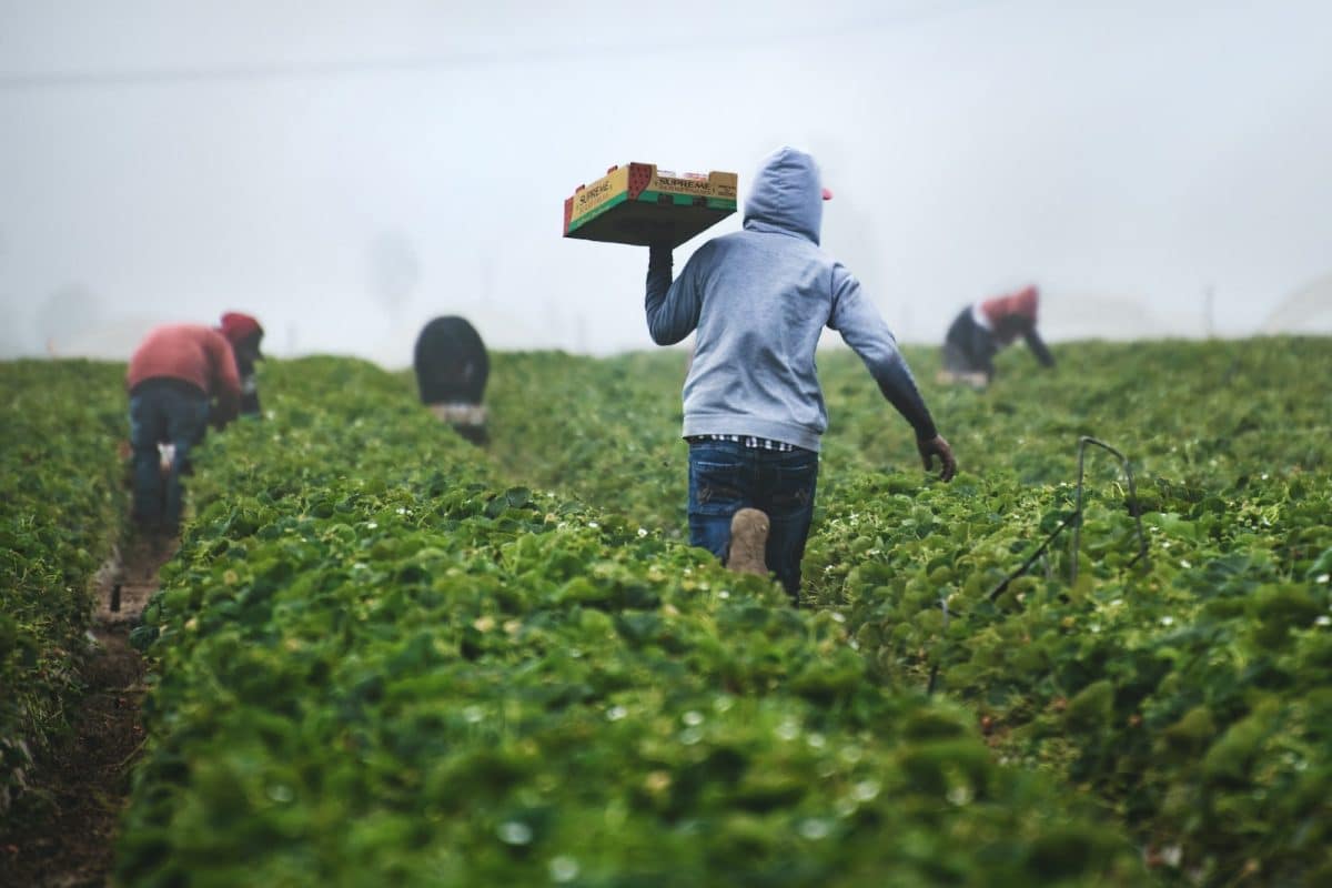 Comment améliorer votre productivité dans le secteur de l'agriculture